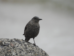 鳥さん