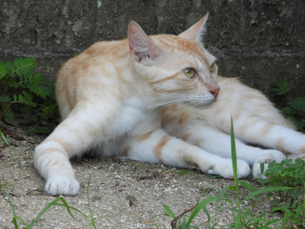 猫さん