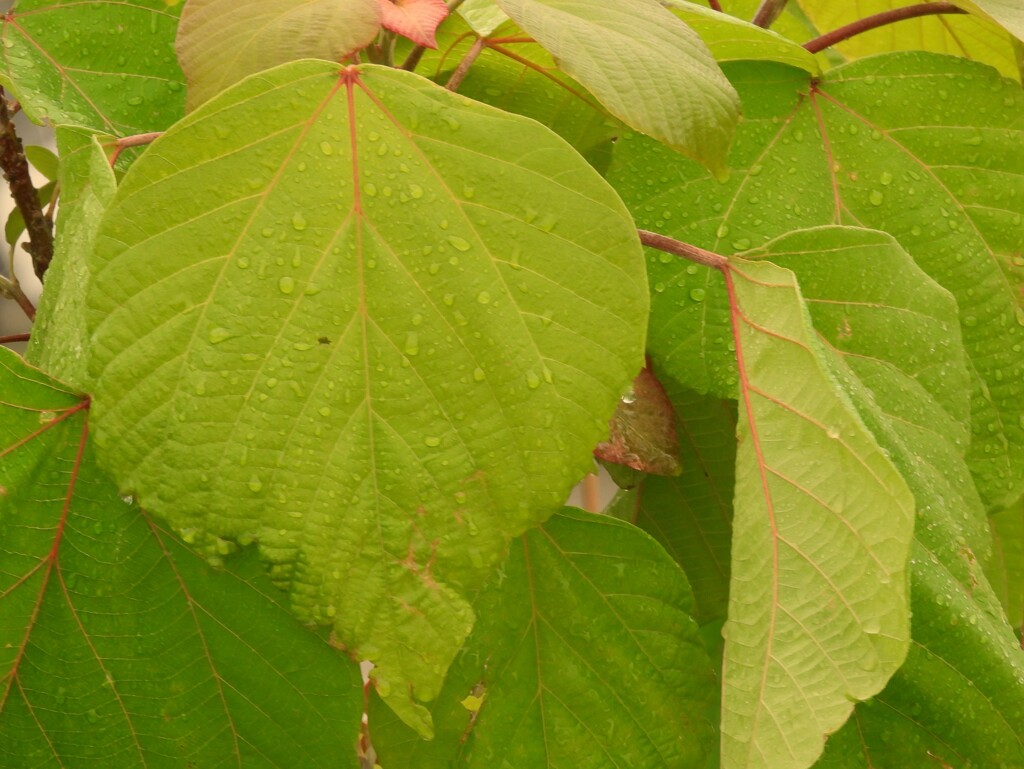 雨日