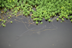 水草　外来種？