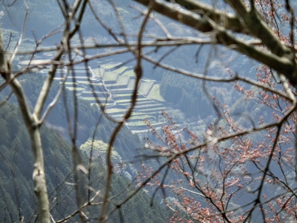 遠景　棚田