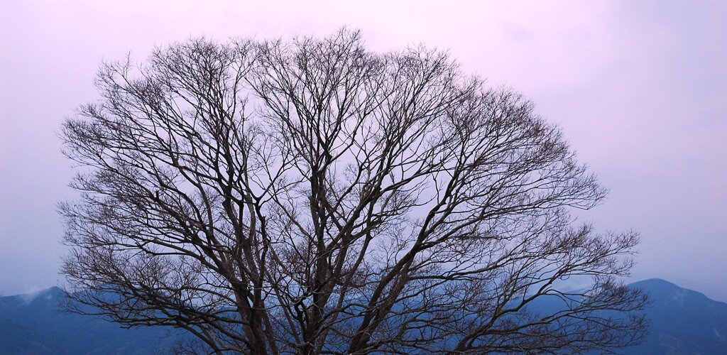 もうすぐ芽吹き