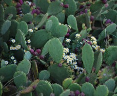 サボテン　野路菊