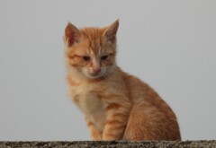 猫さん