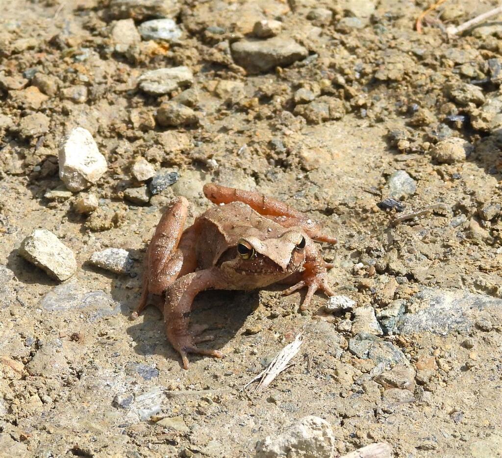 標高１０００ｍにお暮しのカエルさん