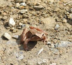 標高１０００ｍにお暮しのカエルさん