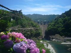 標高600ｍ　そして　紫陽花