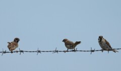 Little Sparrow