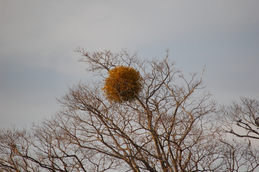 夕暮れ手前 宿り木