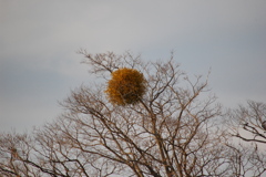 夕暮れ手前 宿り木