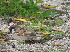 スズメさん