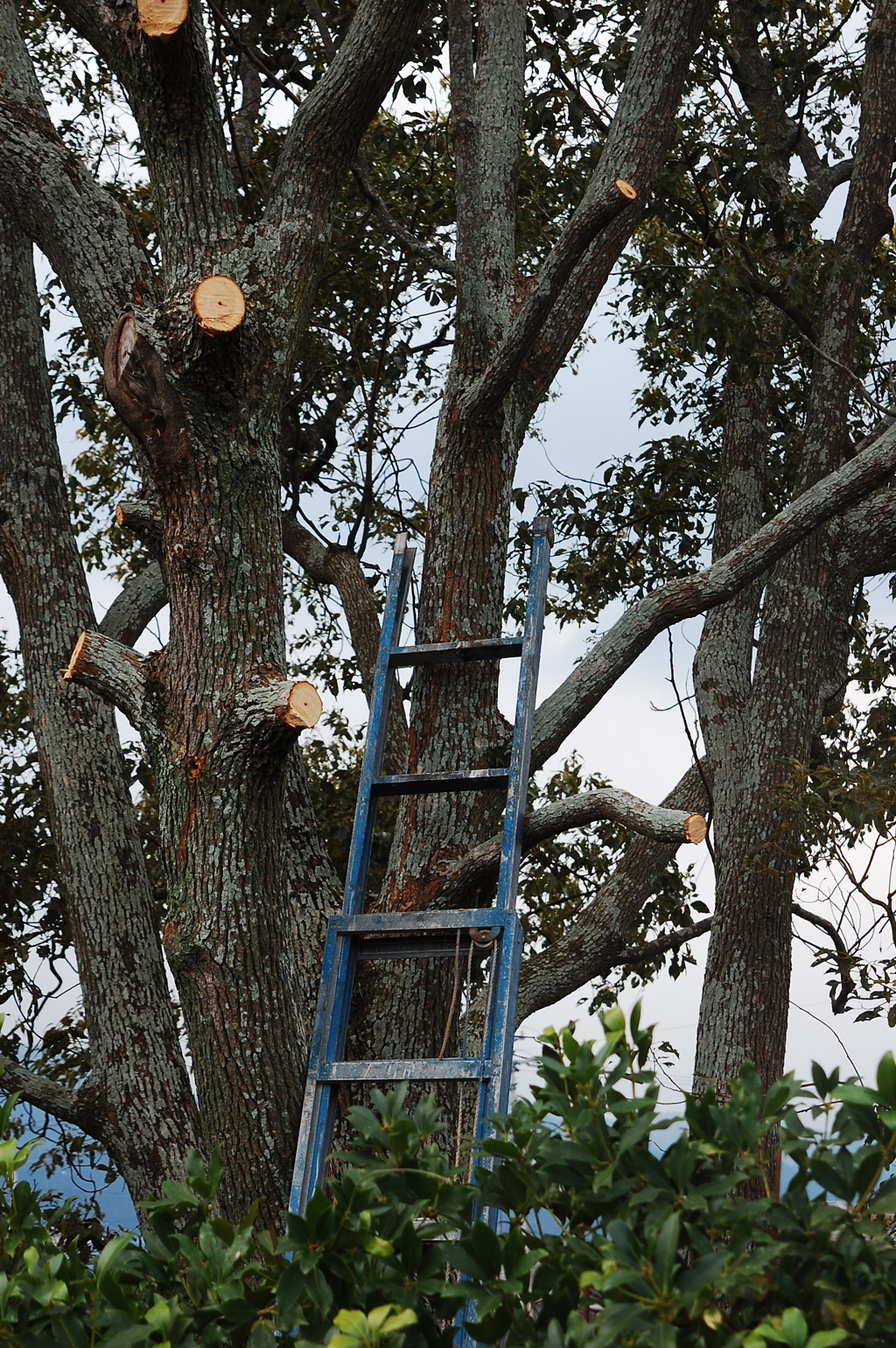 枝落し　御安全に