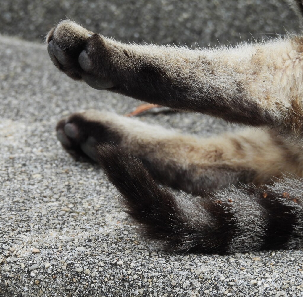 猫さん
