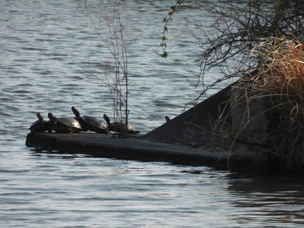 冬眠明け　甲羅干