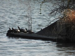 冬眠明け　甲羅干