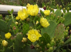 サボテン　開花