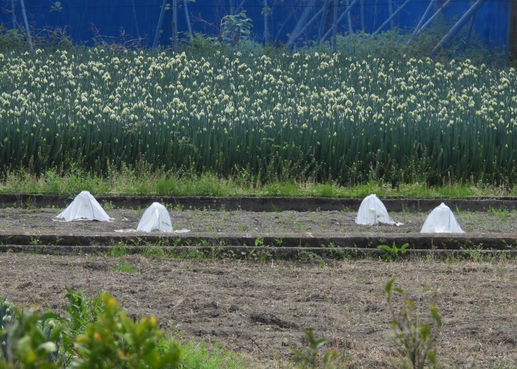 kiwifruit棚　葱　西瓜