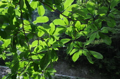桑瀬川畔 夏の頃 桑瀬川畔 夏の頃