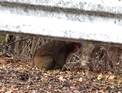 別子山村　お猿さん