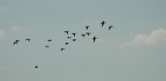 冬鳥さん？　御来訪