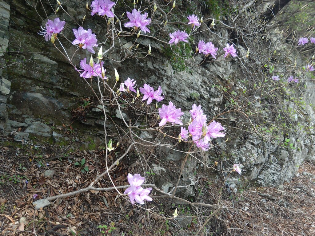 楽しみな　山ツツジ