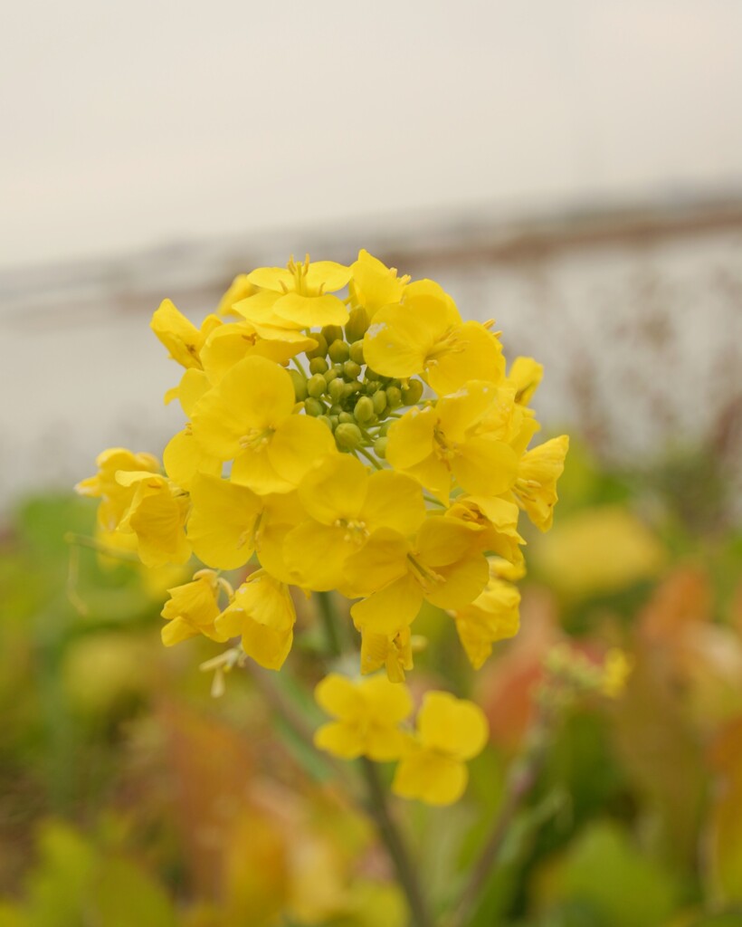 菜の花