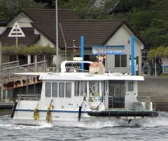 鹿島　渡船