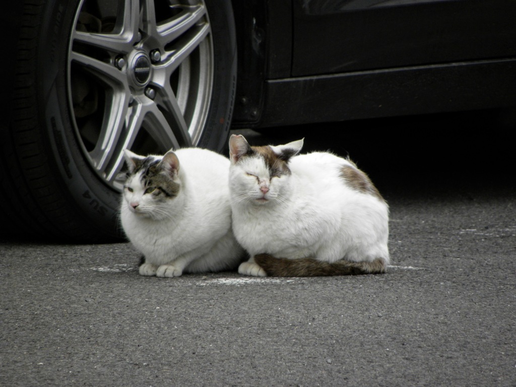 仲良き事は美しき哉