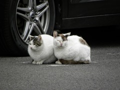 仲良き事は美しき哉