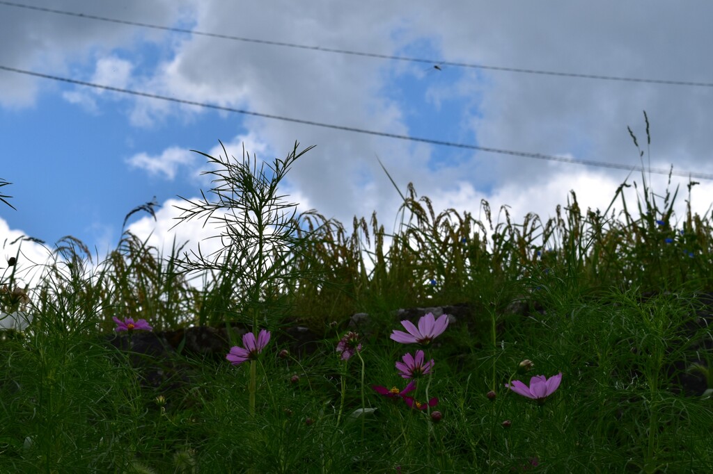 秋桜