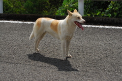 犬さん