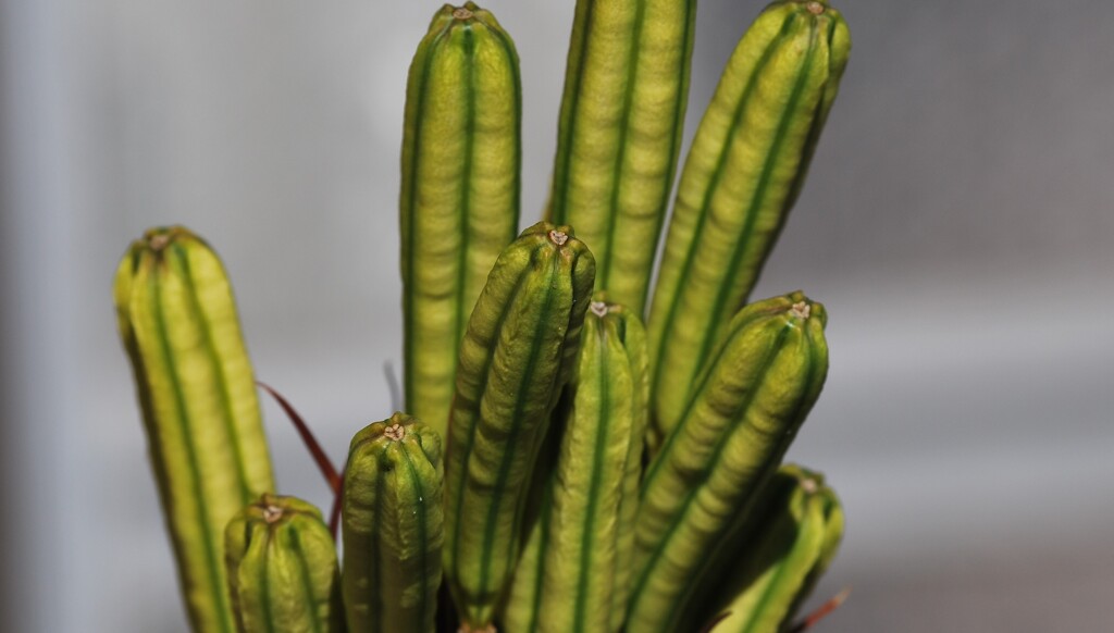 もうすぐ種子散布