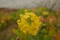 菜の花