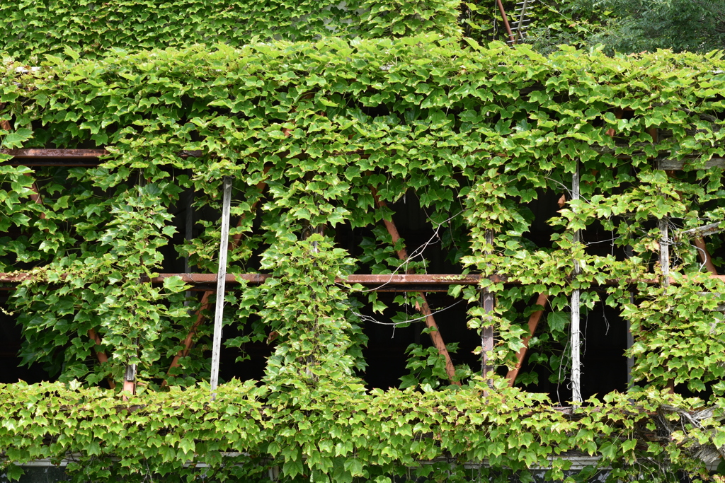 夏草