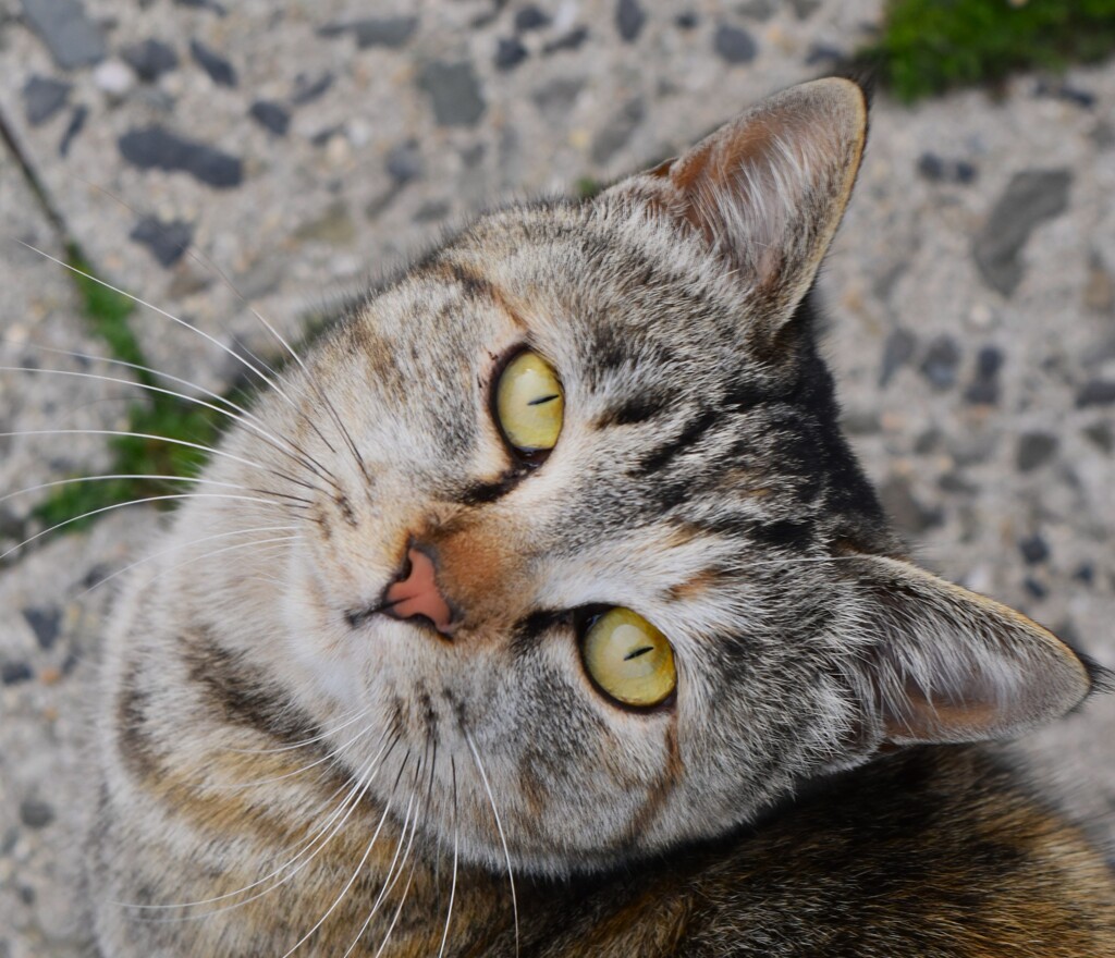 猫さん