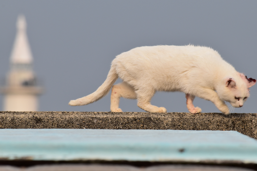 猫さん