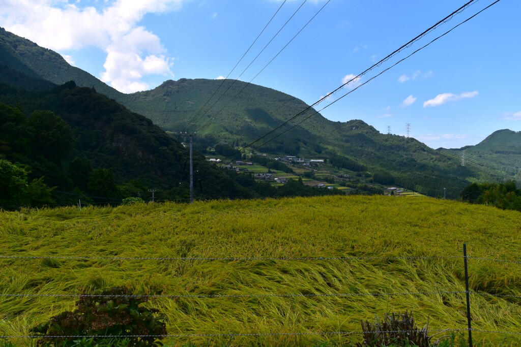 棚田