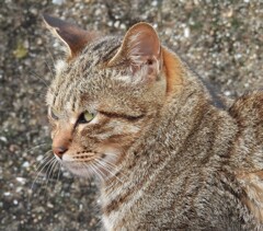 猫さん