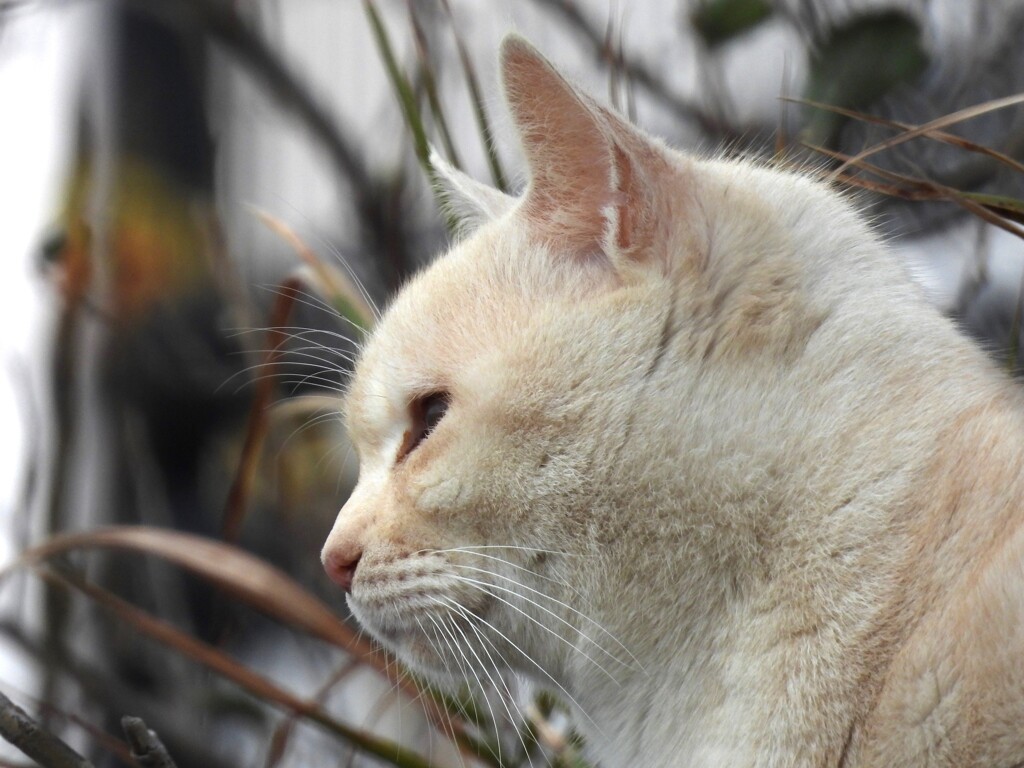 猫さん