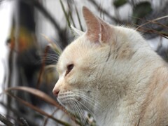 猫さん