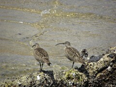 海辺　そして　シギさん