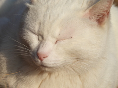 猫さん