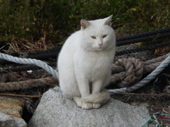 港の猫さん