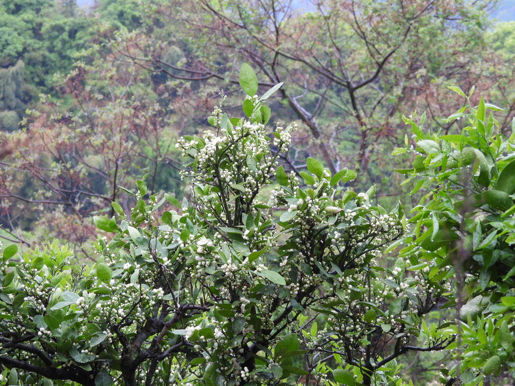 蜜柑 開花