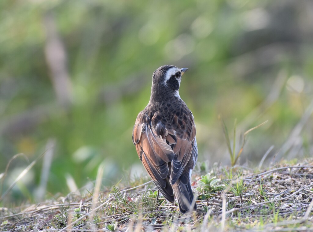 鳥さん