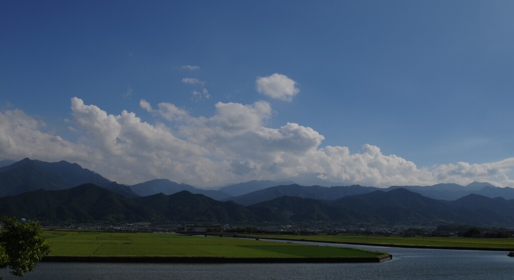 干拓地　収穫間近