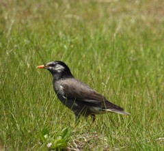 鳥さん