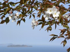 燧灘　桜