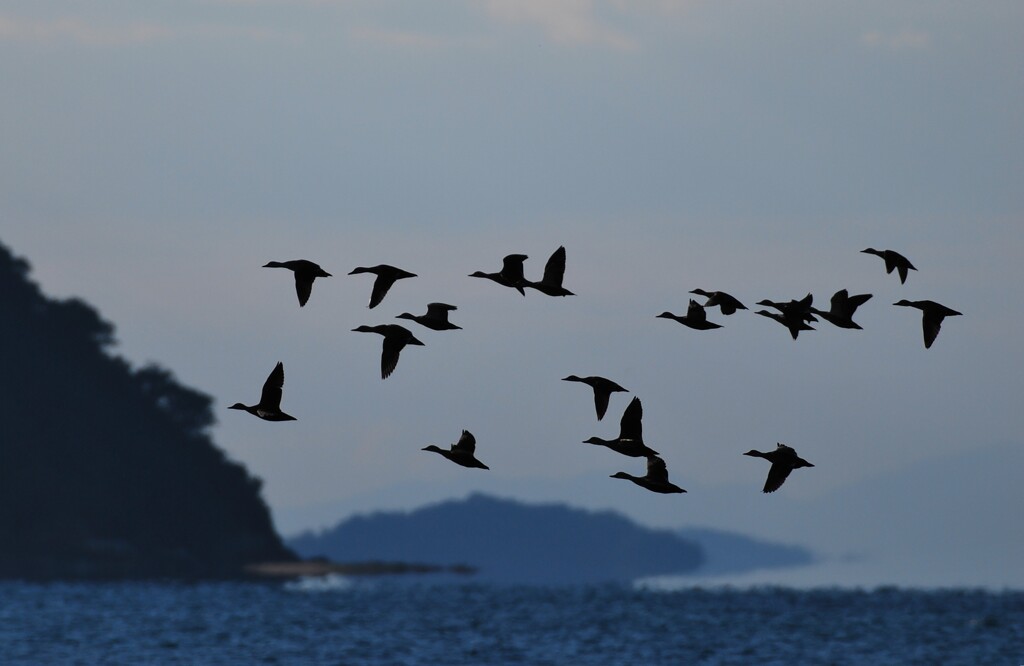浮島現象　鳥さん