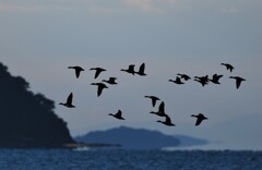 浮島現象　鳥さん